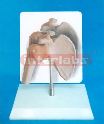 DESK-TYPE MIDDLE SHOULDER JOINT FUNCTIONAL MODEL WIDESCRIPTION PLATE